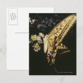 Carte Postale Papillon à queue épaisse sur la fleur, gros plan (Devant / Derrière)