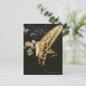 Carte Postale Papillon à queue épaisse sur la fleur, gros plan (Debout devant)