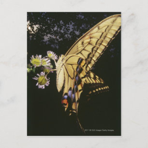 Carte Postale Papillon à queue épaisse sur la fleur, gros plan