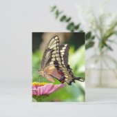 Carte Postale Papillon à queue noire géante (Debout devant)