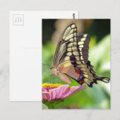 Carte Postale Papillon à queue noire géante (Devant / Derrière)
