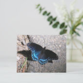 Carte Postale Papillon amiral à taches rouges (Debout devant)