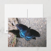 Carte Postale Papillon amiral à taches rouges (Devant / Derrière)