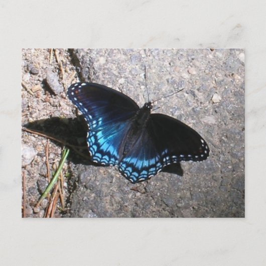 Carte Postale Papillon amiral à taches rouges (Devant)