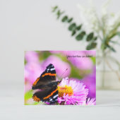 Carte postale Papillon Amiral Rouge (Debout devant)