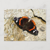 Carte Postale Papillon - Amiral rouge (Devant)