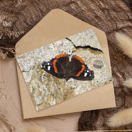 Carte Postale Papillon - Amiral rouge