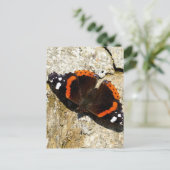 Carte Postale Papillon - Amiral rouge (Debout devant)