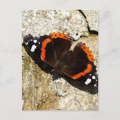 Carte Postale Papillon - Amiral rouge (Devant)