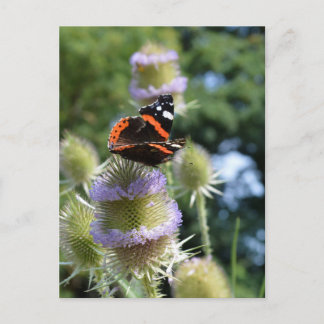 Carte Postale Papillon Amiral rouge se nourrissant de cardères