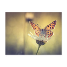 Papillon Argus