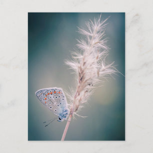 Carte postale papillon Argus bleu Briefkaart