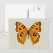Carte Postale Papillon Argus des prairies (Devant / Derrière)