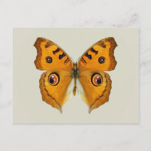 Carte Postale Papillon Argus des prairies