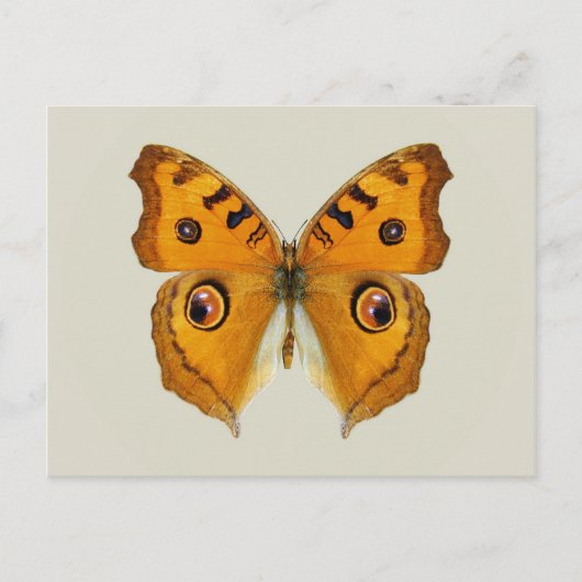 Carte Postale Papillon Argus des prairies (Devant)