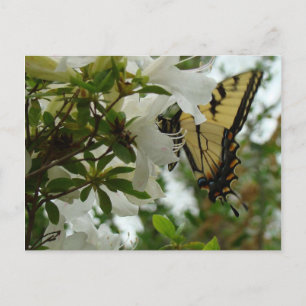 Carte Postale Papillon au printemps