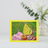 Carte Postale Papillon au soufre (Debout devant)