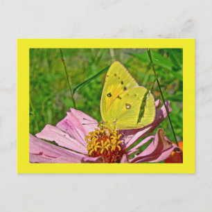 Carte Postale Papillon au soufre