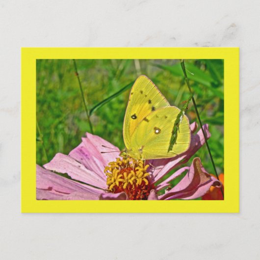 Carte Postale Papillon au soufre (Devant)