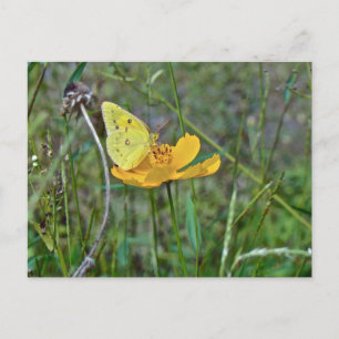 Carte Postale Papillon au soufre