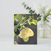 Carte postale Papillon au soufre sans nuages (Debout devant)