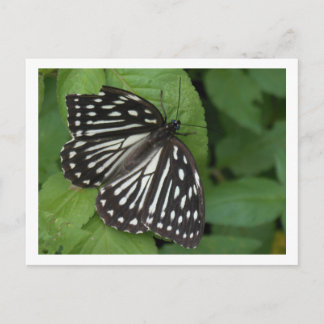 Carte Postale papillon aux yeux bleus