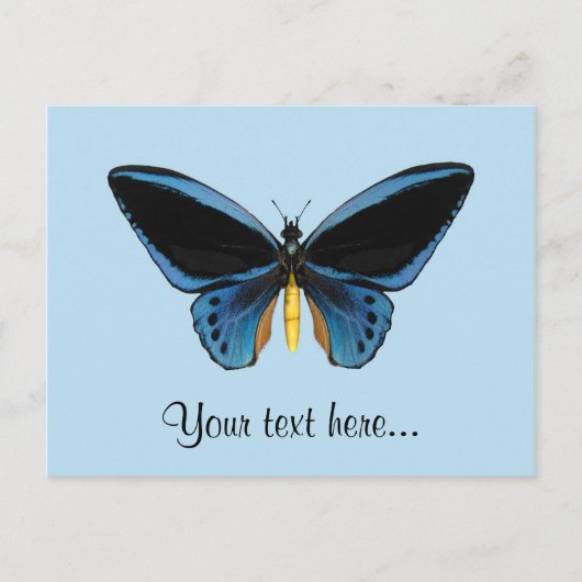Carte Postale Papillon Birdwing (Devant)