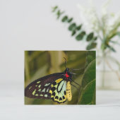 Carte Postale Papillon Birdwing de Cairns (Debout devant)