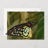 Carte Postale Papillon Birdwing de Cairns (Devant / Derrière)