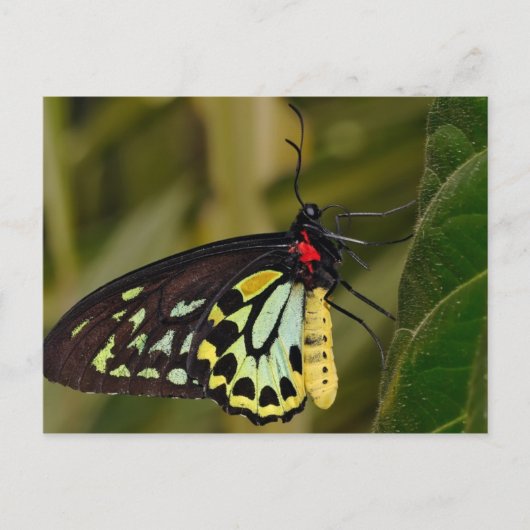 Carte Postale Papillon Birdwing de Cairns (Devant)