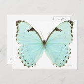 Carte Postale Papillon blanc (Devant / Derrière)