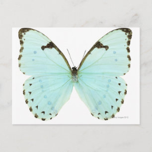 Carte Postale Papillon blanc