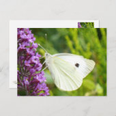 Carte Postale Papillon blanc 1 (Devant / Derrière)