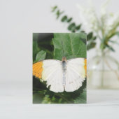 Carte postale Papillon blanc à ailes orange (Debout devant)