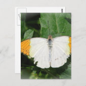 Carte postale Papillon blanc à ailes orange (Devant / Derrière)
