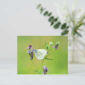 Carte Postale Papillon Blanc à Veines Vertes (Debout devant)