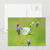 Carte Postale Papillon Blanc à Veines Vertes (Devant / Derrière)