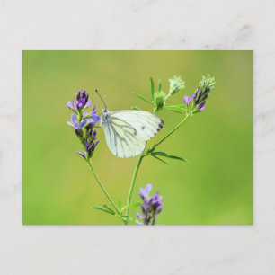 Carte Postale Papillon Blanc à Veines Vertes