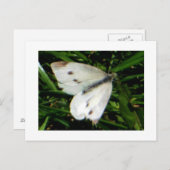 Carte Postale Papillon blanc chou (Devant / Derrière)