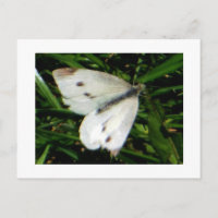 Papillon blanc chou