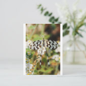 Carte Postale Papillon blanc et chocolat Brown Fantail (Debout devant)