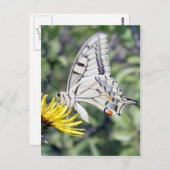 Carte Postale Papillon blanc et noir sur Fleur Jaune (Devant / Derrière)