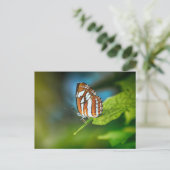 Carte Postale Papillon blanc et orange (Debout devant)