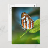 Carte Postale Papillon blanc et orange (Devant / Derrière)