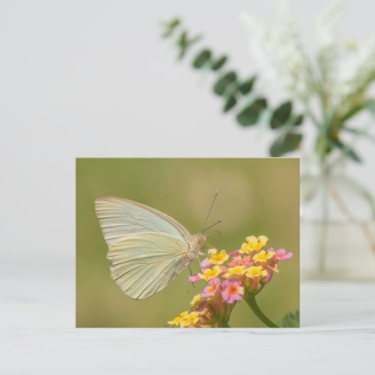 Carte Postale Papillon blanc sur fleurs roses (Debout devant)