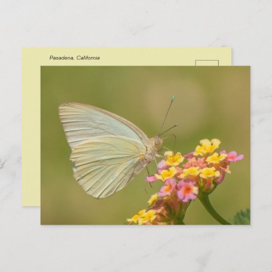 Carte Postale Papillon blanc sur fleurs roses (Devant / Derrière)