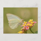 Carte Postale Papillon blanc sur fleurs roses (Devant)