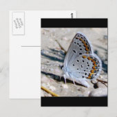 Carte Postale Papillon bleu (Devant / Derrière)