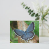 Carte Postale Papillon bleu (Debout devant)