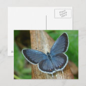 Carte Postale Papillon bleu (Devant / Derrière)